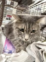 Shelter Stray Female Cat last seen , 14409 Vanowen St, Van Nuys, CA 91405, USA