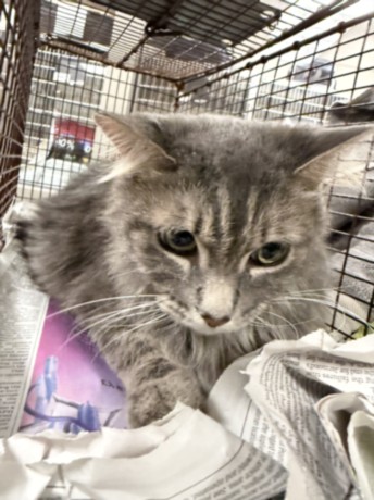 Shelter Stray Female Cat last seen , 14409 Vanowen St, Van Nuys, CA 91405, USA