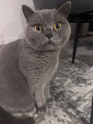 Lost Male Cat last seen Near Viewfield road bexley da5 3ee, Greater London, England DA5 3EE