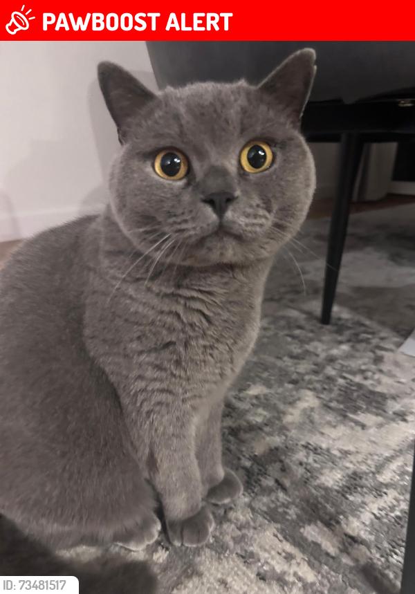 Lost Male Cat last seen Near Viewfield road bexley da5 3ee, Greater London, England DA5 3EE