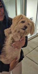 Reunited Female Dog last seen Lakewood Blvd and South St, Lakewood, CA 90712