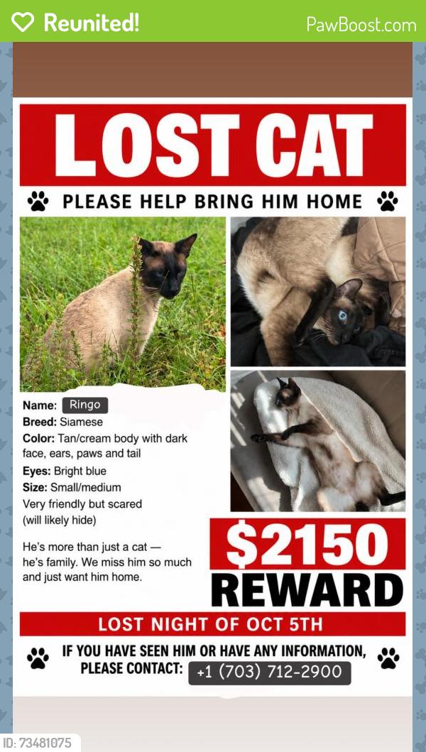 Reunited Male Cat last seen Flint high school, Oakton, VA 22124