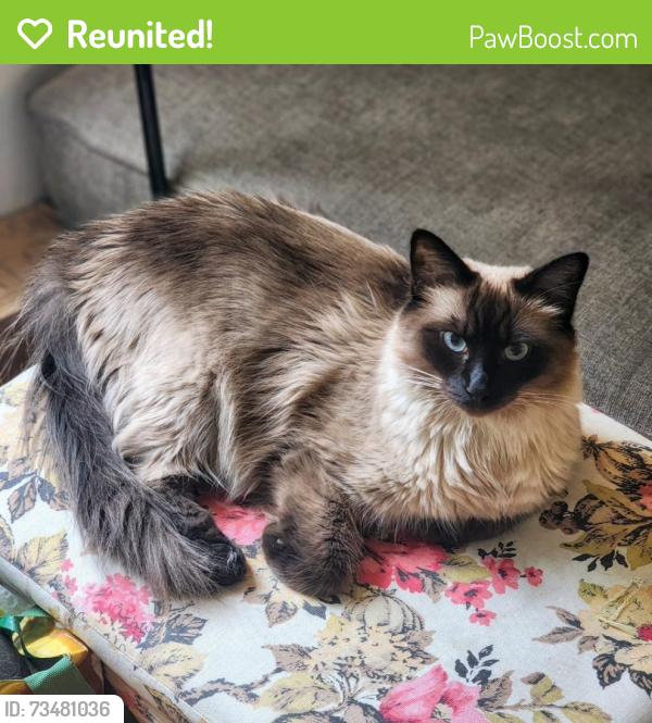 Reunited Female Cat last seen La Palma and Imperial Hwy, Anaheim, CA 92807