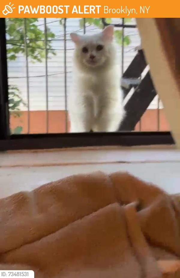 Found/Stray Unknown Cat last seen Near 84th street apt 2D, Brooklyn, NY 11228
