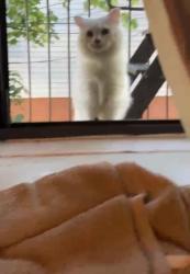 Found/Stray Unknown Cat last seen Near 84th street apt 2D, Brooklyn, NY 11228