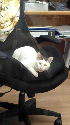 Found/Stray Male Cat last seen Near Windsor St Independence 64055, Independence, MO 64055