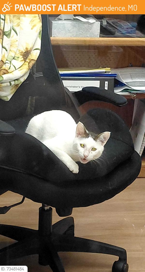 Found/Stray Male Cat last seen Near Windsor St Independence 64055, Independence, MO 64055