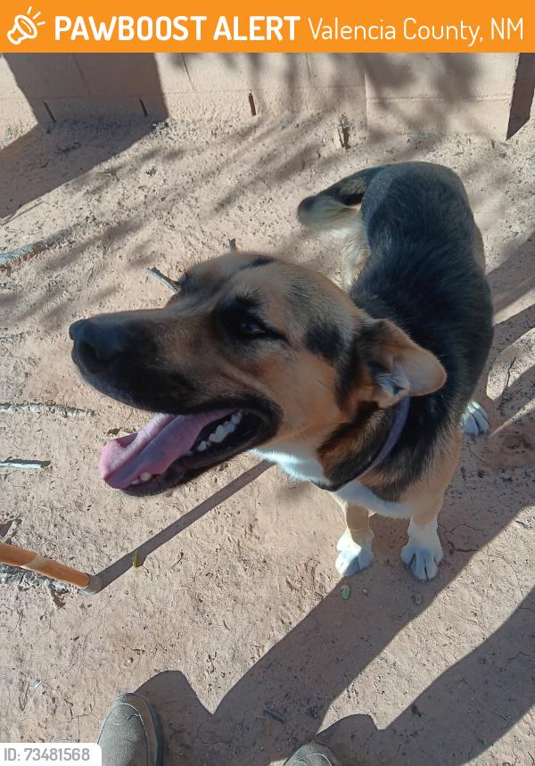 Found/Stray Male Dog last seen Mallette & Tara Court in Tierra Grande South of Rio Communities NM 87002, Valencia County, NM 87002