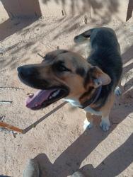 Found/Stray Male Dog last seen Mallette & Tara Court in Tierra Grande South of Rio Communities NM 87002, Valencia County, NM 87002