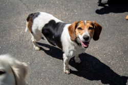 Reunited Female Dog last seen Eric lane, Amy Lynn circle, Hamilton, OH 45011