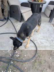 Found/Stray Male Dog last seen Bear valley Blvd and Jacaranda Ave, Hesperia, CA 92345