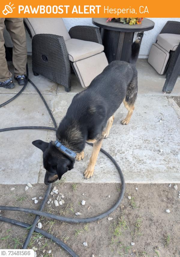 Found/Stray Male Dog last seen Bear valley Blvd and Jacaranda Ave, Hesperia, CA 92345