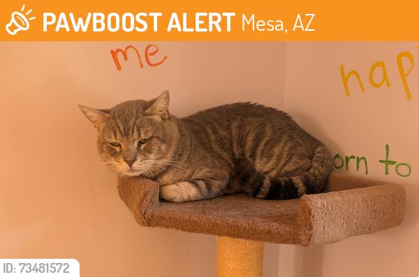 Found/Stray Male Cat last seen mckellips Road and higley Road, Mesa, AZ 85205