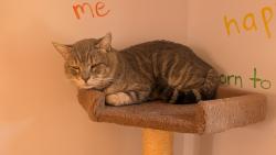 Found/Stray Male Cat last seen mckellips Road and higley Road, Mesa, AZ 85205