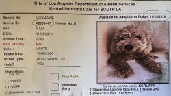 Found/Stray Male Dog last seen Denver Ave, Los Angeles, Ca 90044, Los Angeles, CA 90044