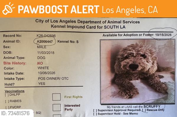 Found/Stray Male Dog last seen Denver Ave, Los Angeles, Ca 90044, Los Angeles, CA 90044