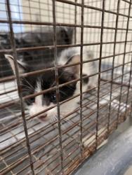 Shelter Stray Female Cat last seen Near Ashford Sq, IRC AC, FL, 6230 77th St, Vero Beach, FL 32967, USA