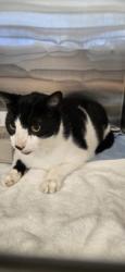 Shelter Stray Male Cat last seen Near 90th ave - 197, IRC AC, FL, 6230 77th St, Vero Beach, FL 32967, USA