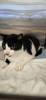Shelter Stray Male Cat last seen Near 90th ave - 197, IRC AC, FL, 6230 77th St, Vero Beach, FL 32967, USA