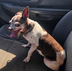 Reunited Female Dog last seen Greenhedge and Kingsley, Anaheim, CA 92806