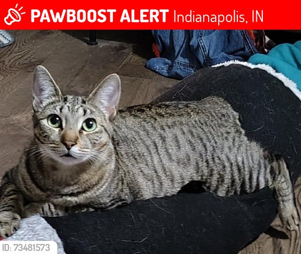 Lost Female Cat last seen South Keystone Ave and Fairfax. Southport Middle School, Indianapolis, IN 46227