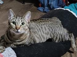 Lost Female Cat last seen South Keystone Ave and Fairfax. Southport Middle School, Indianapolis, IN 46227