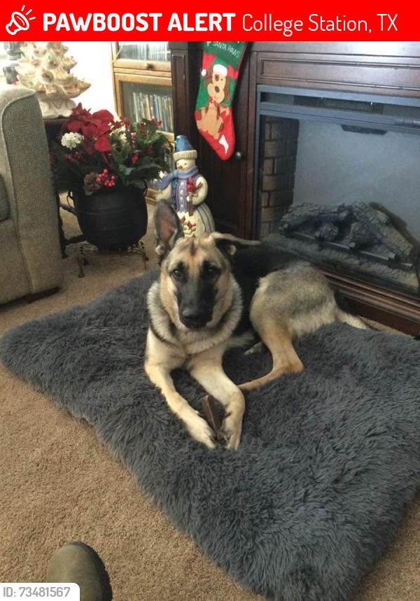Lost Female Dog last seen Texas 6 frontage RD by the Baymont By Wyndham hotel., College Station, TX 77845
