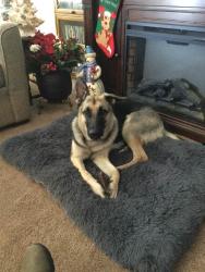 Lost Female Dog last seen Texas 6 frontage RD by the Baymont By Wyndham hotel., College Station, TX 77845