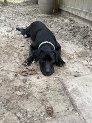 Found/Stray Male Dog last seen Found in dollar general off Garden St, Pensacola, FL 32505