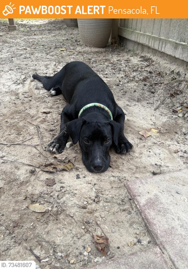 Found/Stray Male Dog last seen Found in dollar general off Garden St, Pensacola, FL 32505