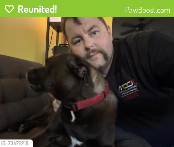 Reunited Female Dog last seen Cedarbrook ln and Silverbirch ln, South Laurel, MD 20708