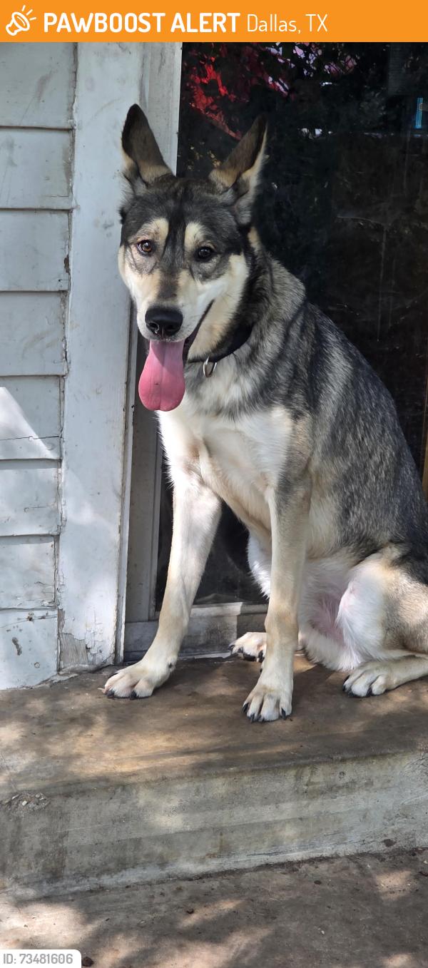 Found/Stray Male Dog last seen by hair club for men, Dallas, TX 75230