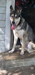 Found/Stray Male Dog last seen by hair club for men, Dallas, TX 75230