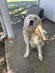 Reunited Male Dog last seen Near Kendal road, Dry Ridge, KY 41035