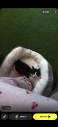 Lost Male Cat last seen New southgate station, Arnos Grove, England 
