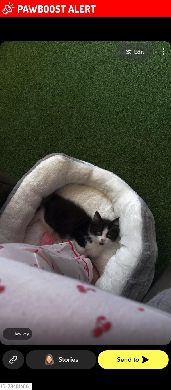 Lost Male Cat last seen New southgate station, Arnos Grove, England 
