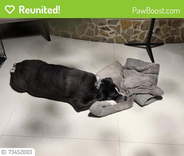 Reunited Male Dog last seen Near SW 142nd Pl Miami, Fl 33175, Miami, FL 33175
