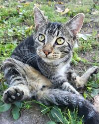 Found/Stray Male Cat last seen Caseys, Buckner, MO 64016
