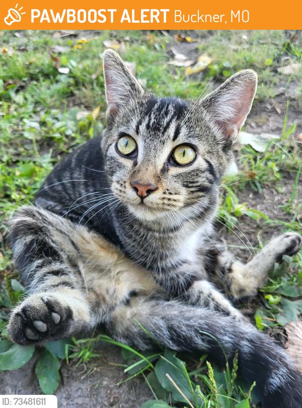Found/Stray Male Cat last seen Caseys, Buckner, MO 64016