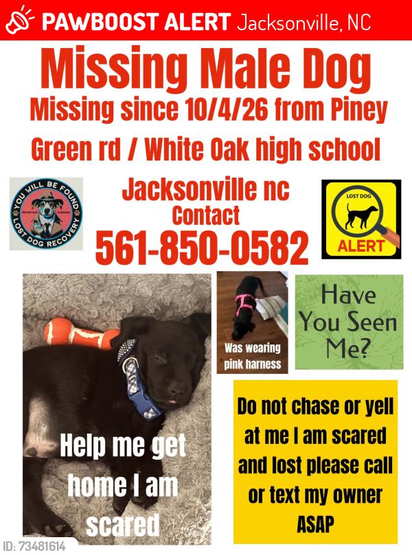 Lost Male Dog last seen Gate, Jacksonville, NC 28546