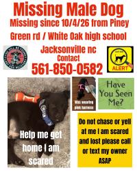 Lost Male Dog last seen Gate, Jacksonville, NC 28546