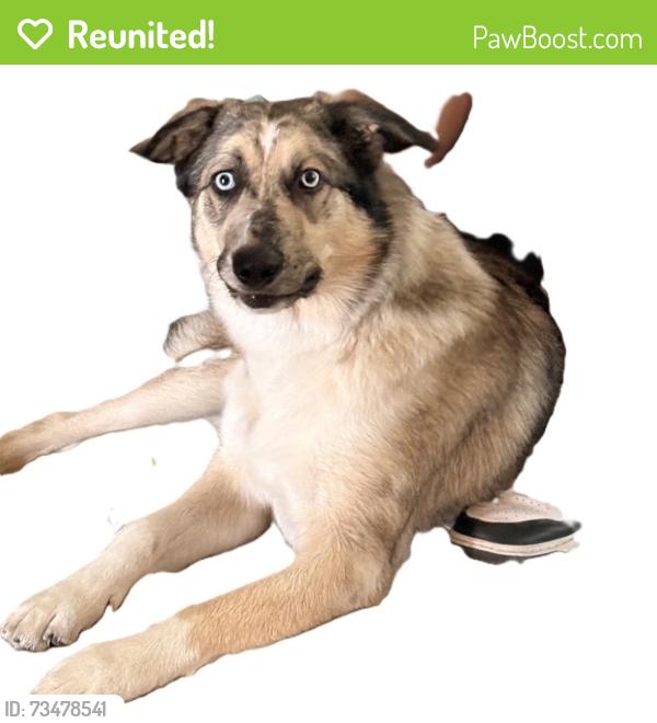 Reunited Female Dog last seen Golden Park, Downey, CA 90242