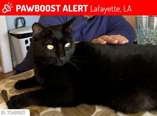 Lost Male Cat last seen Failla, Lafayette, LA 70508