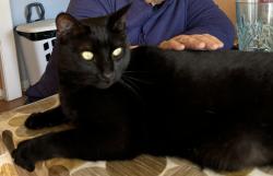 Lost Male Cat last seen Failla, Lafayette, LA 70508