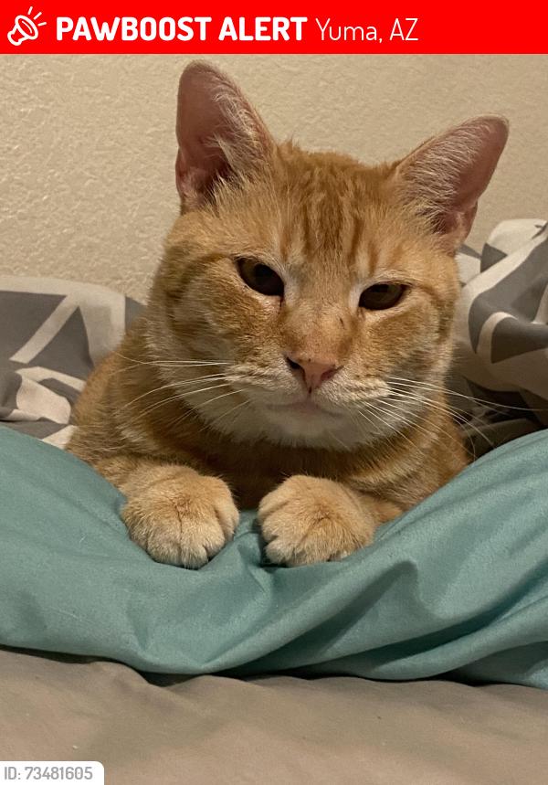 Lost Male Cat last seen Across the street from AWC, Yuma, AZ 85365
