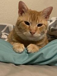Lost Male Cat last seen Across the street from AWC, Yuma, AZ 85365