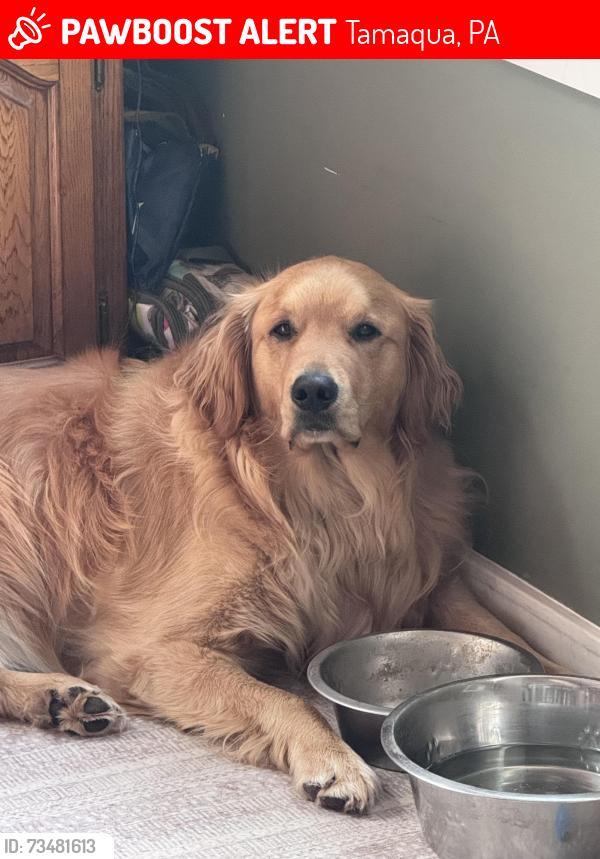 Lost Male Dog last seen Leiby’s, Tamaqua, PA 18252
