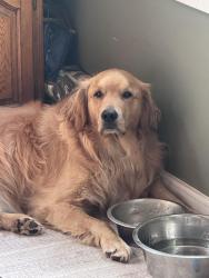 Lost Male Dog last seen Leiby’s, Tamaqua, PA 18252