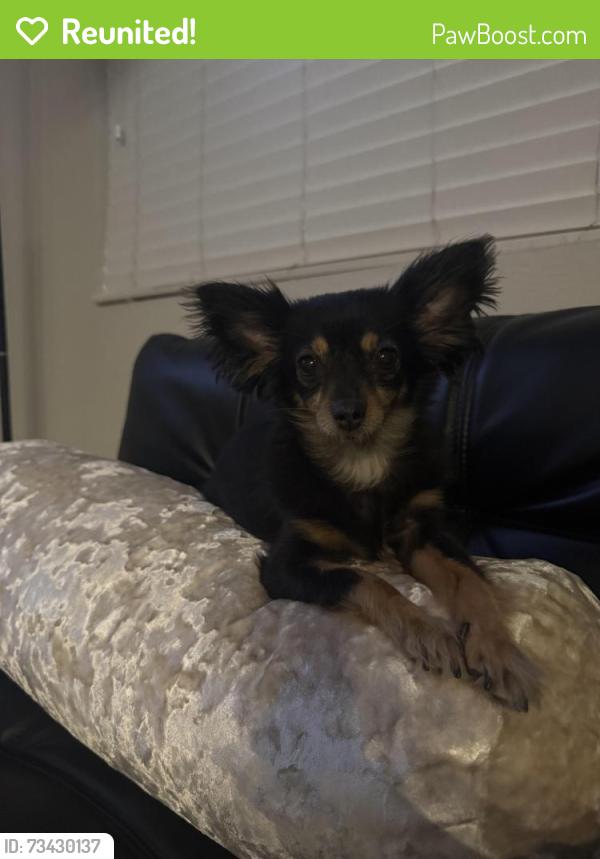 Reunited Female Dog last seen Charleston and Lamb, Las Vegas, NV 89110