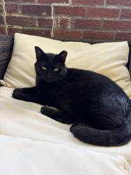 Reunited Male Cat last seen New Wine Harvest Church, Pittsburgh, PA 15236